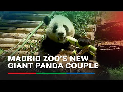 Madrid Zoo's new giant panda couple unveiled with royal guest ABS-CBN News