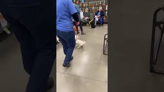 Video preview image #1 Maltipoo (Toy) Puppy For Sale in White Bluff, TN, USA