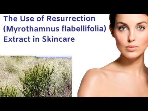 The Use of Resurrection (Myrothamnus flabellifolia) Extract in Skincare