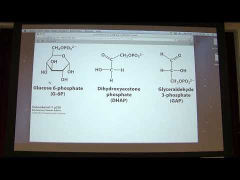16. Kevin Ahern's Biochemistry - Carbohydrates I