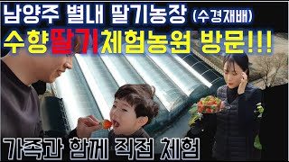 남양주 딸기체험 농장 방문