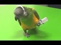 Parrots Dancing - A Funny Parrot Videos Compilation || NEW HD