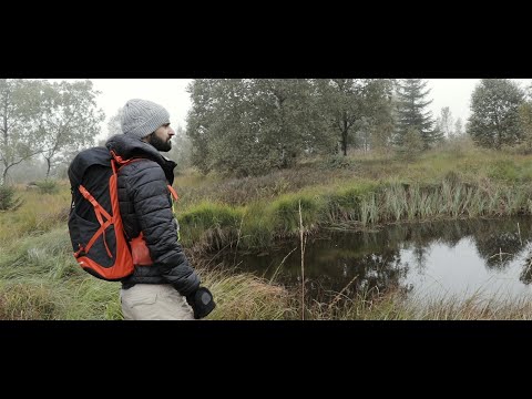 Pandora's Box - the story of the H1N1 virus pandemic that hit the world in 2020