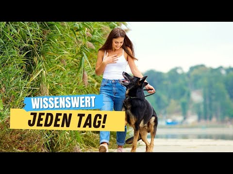 7 Dinge, die du JEDEN Tag für deinen Hund tun solltest 🔥
