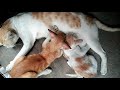 Mommy Cat Feeding Hungry Cute Kittens Video By The Thaatmedia