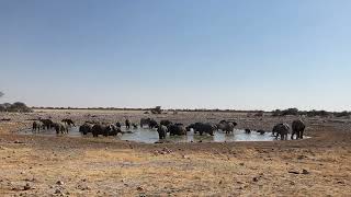 36 Elephants at a Watering Hole in Etosha National Park