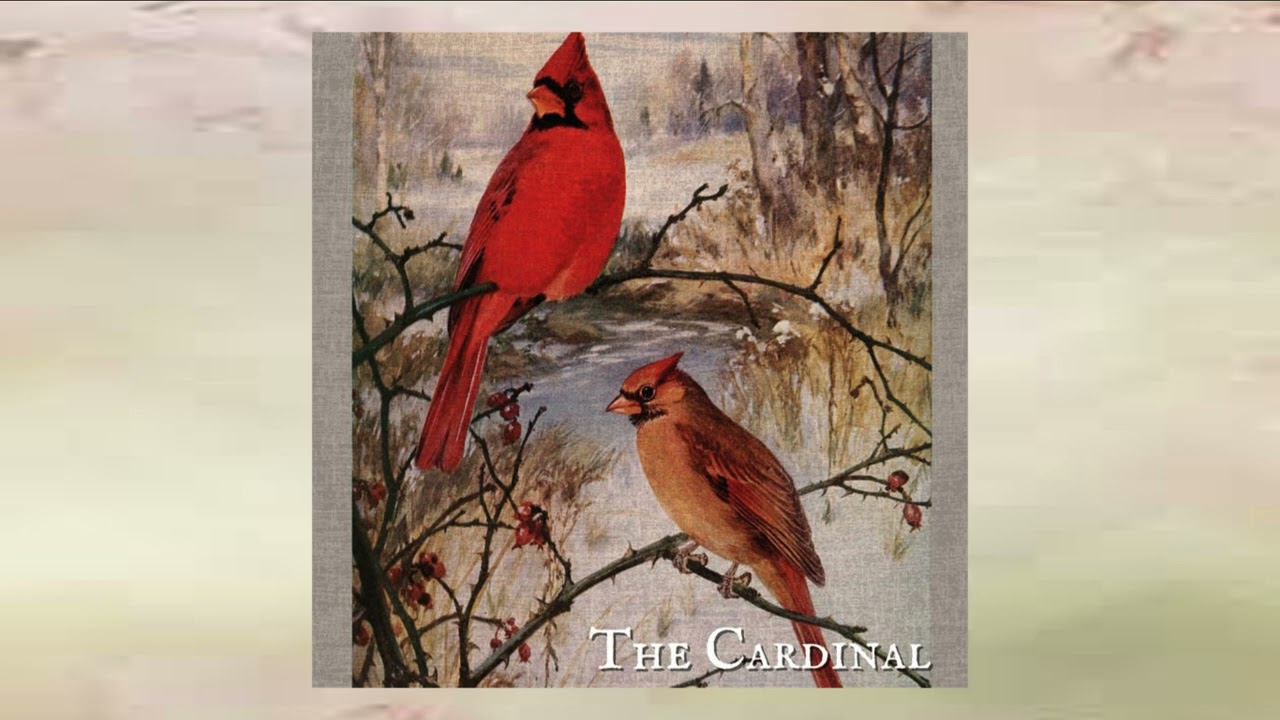 Shire Oak - The Cardinal (2023)