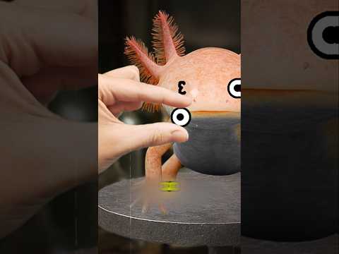 ¿el axolote es INMORTAL? 😱 #curiosidades #animal