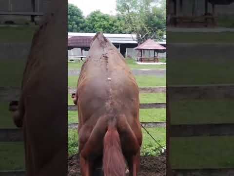 Horse amazing jumping and trying in a home amazing video please watch and subscribe #india#brazil#uk