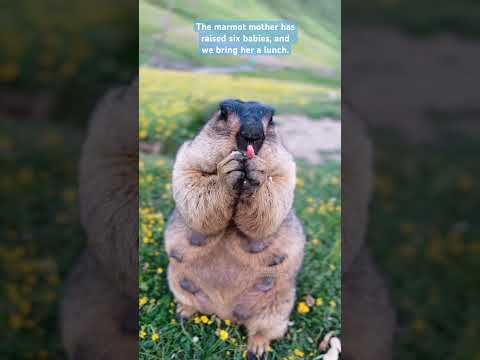 The marmot mother nurses six babies#marmot #cuteanimals #lovely