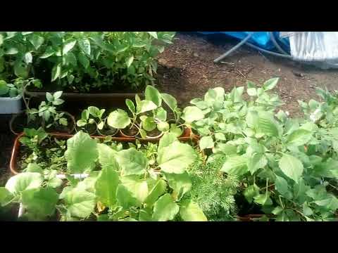 Купили гусят//Рассада в теплице// Жизнь в деревне