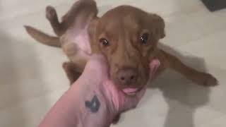 Video preview image #1 Dachshund-Unknown Mix Puppy For Sale in Arlington, WA, USA