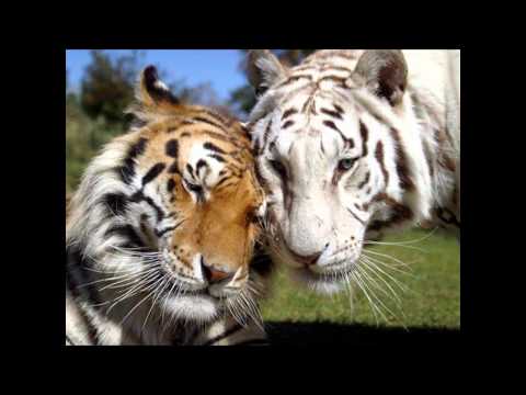 Tantra Cafe (Sacred Spirit Of Love Mix)