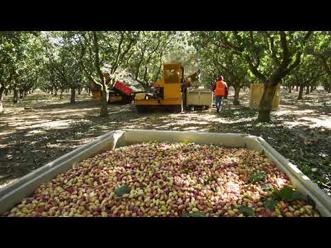 Pistachio Harvest