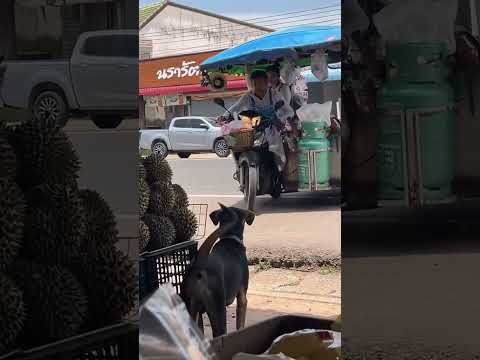 พ่อค้าอยากขายหมาเรียกก็มา😂 #funny #memeclip #haha #animals #ตลกขำขัน #fun #funnyvideo