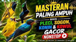 Download lagu 🔥 Masteran Paling Ampuh! Bikin Pleci, Sogon, Konin & Kowul Gacor Nonstop! #sogon #pleci #konin mp3