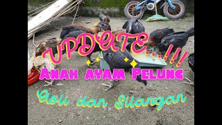 Download lagu CIRI-CIRI ANAK AYAM PELUNG ASLI DAN SILANGAN mp3