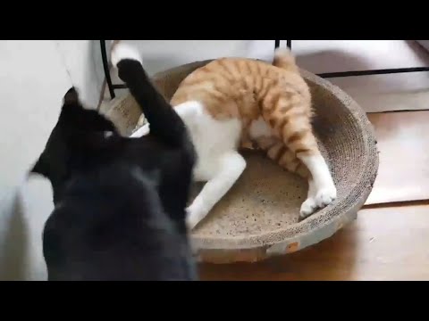 집사 물어서 얻어터진 고양이