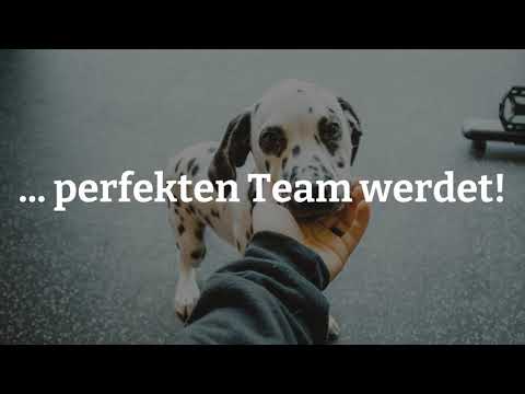 Dalmatiner Erziehung: Hundeerziehung für Deinen Dalmatiner Welpen - Claudia Kaiser