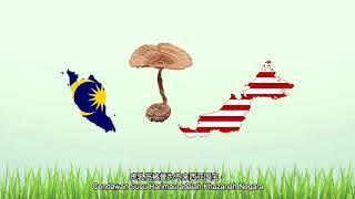 【Wellous】Dr. Amir – Tiger Milk Mushroom