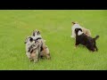 Australian Shepherd dogs for sale: Molly - Video 1