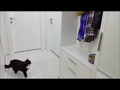 Female cat in heat meowing, mate calling