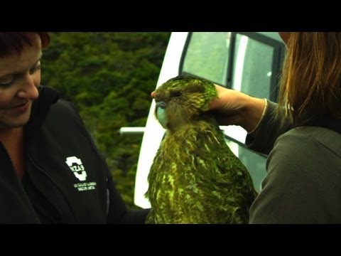 Kauziger Sex-Muffel - vom Aussterben bedroht