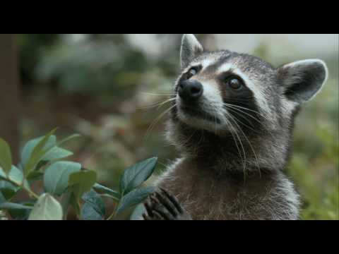 Трейлер к фильму "Месть пушистых"