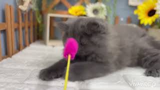 スコティッシュストレートの動画01