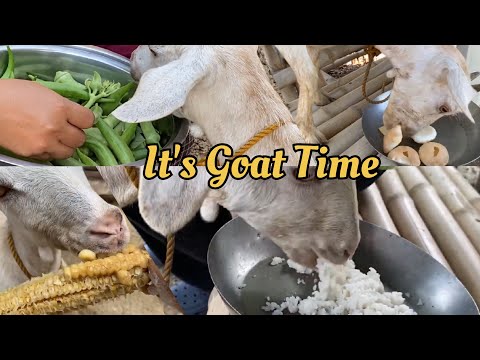 It's Goat Time | What do I feed to my pet goats?