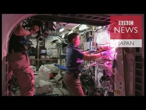 研究者たちは人間の糞便から宇宙飛行士用の食料を「栽培」している