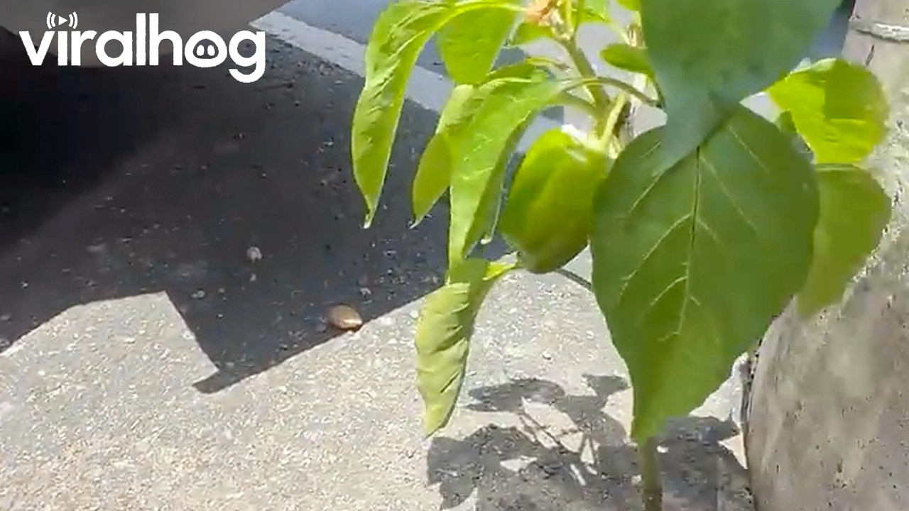 Parking Lot Peppers Mock Frustrated Gardener || ViralHog