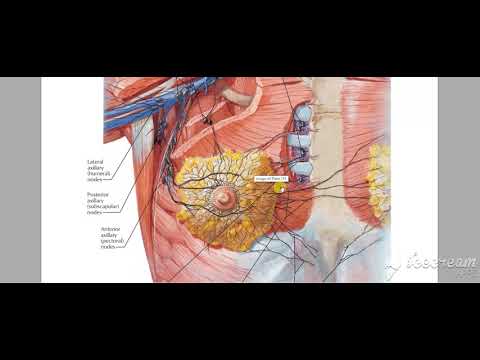 Breast blood supply Lymphatic drinage 3