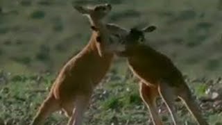 Kangaroo wrestling - BBC wildlife