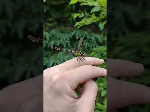 Dragonfly slow motion take off.
