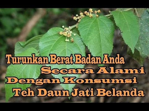 Slimming za minggu Lemak Forum Menurunkan Berat Badan Bersama