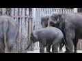 Fort Worth Zoo S Baby Elephant Trumpeting