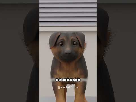 😱 ВОТ ЧЕМ ОПАСНО КУПИРОВАНИЕ ХВОСТА ДЛЯ СОБАК 🐕  #наука #интересно #факты