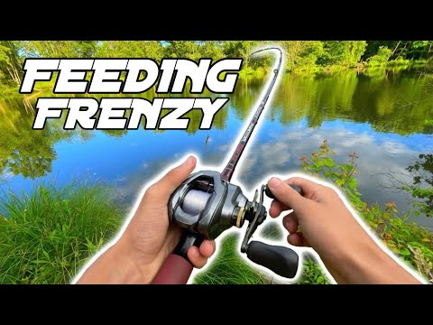 Crazy FEEDING FRENZY In The SHALLOWS!!--(They Were STACKED)