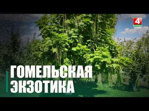 Катальпа и скумпия зацвели на Гомельщине