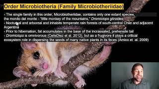 Lecture 2.2_Order Monotremata and Infraclass Metatheria