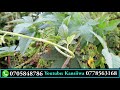 NAGANA USES