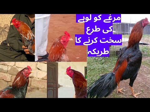 Aisa Nuskha Kay Murghay Ki Body Or Mon steel ki Tarah Sakht Ho Jaye Ga