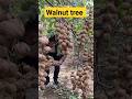 Walnut Tree Shortsfeed 4k Shortvideo Ytshorts Shorts Walnut Tree अखरोट