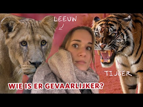 Welk dier is GEVAARLIJKER als het ONTSNAPT: de TIJGER 🐯 of de LEEUW 🦁?