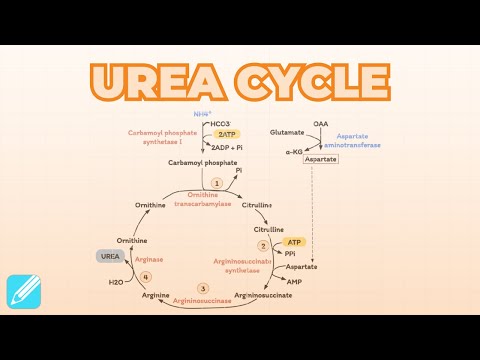 Urea Cycle | Metabolism