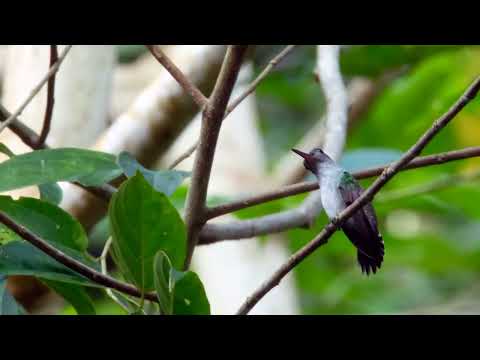 CHARMING HUMMINGBIRD, The MOST BEAUTIFUL BIRDS of COSTA RICA