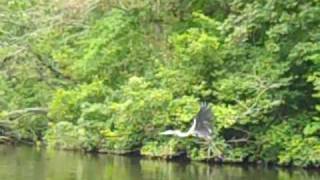 preview picture of video 'Kayaking - Great Blue Heron'