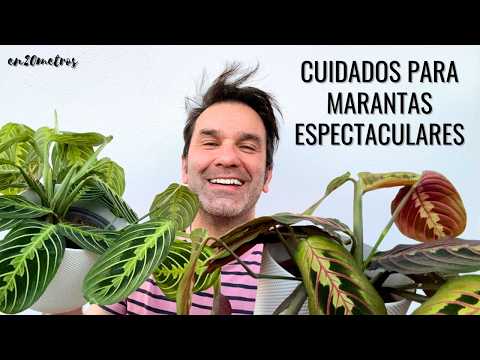 Consigue MARANTAS ESPECTACULARES: guía de cuidados de la maranta (prayer plant) || en20metros