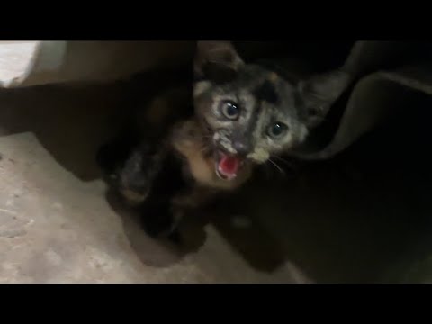 An Evening with these pets❤️#subscribe #like #share #youtube #vlog #viralvideo #trending